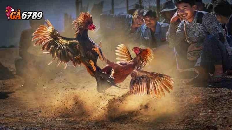 Lý do vì sao bạn nên chơi đá gà GA6789