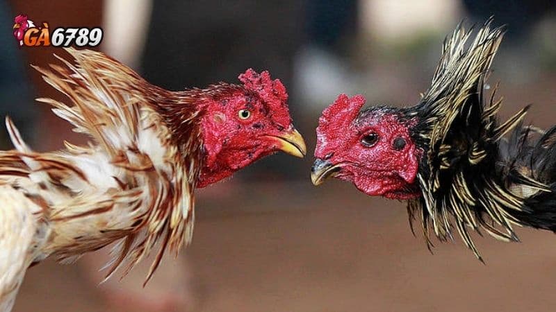 Mẹo chơi đá gà GA6789 thắng lớn từ các cao thủ