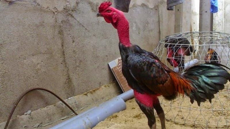 Đặc điểm ngoại hình nổi bật của gà chọi Bình Định