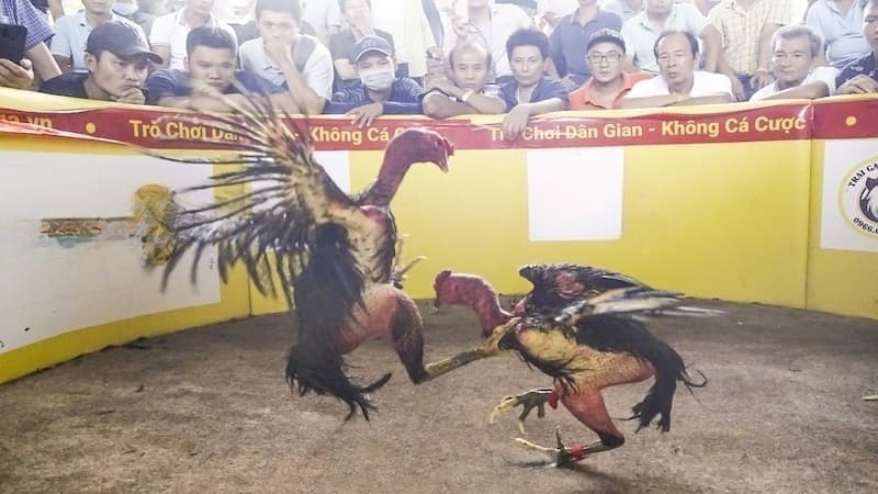 Nguồn gốc của gà chọi Bình Định