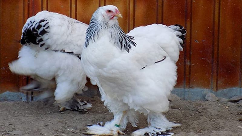 Đặc điểm nhận biết của gà khổng lồ Nam Mỹ