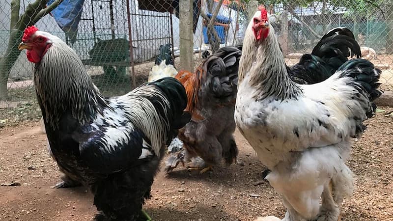Đôi nét về gà khổng lồ Nam Mỹ