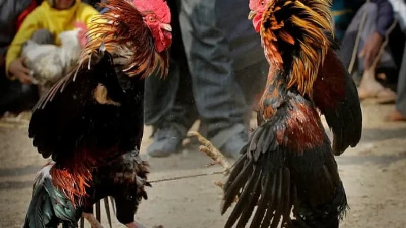 Tính cách và khả năng chiến đấu