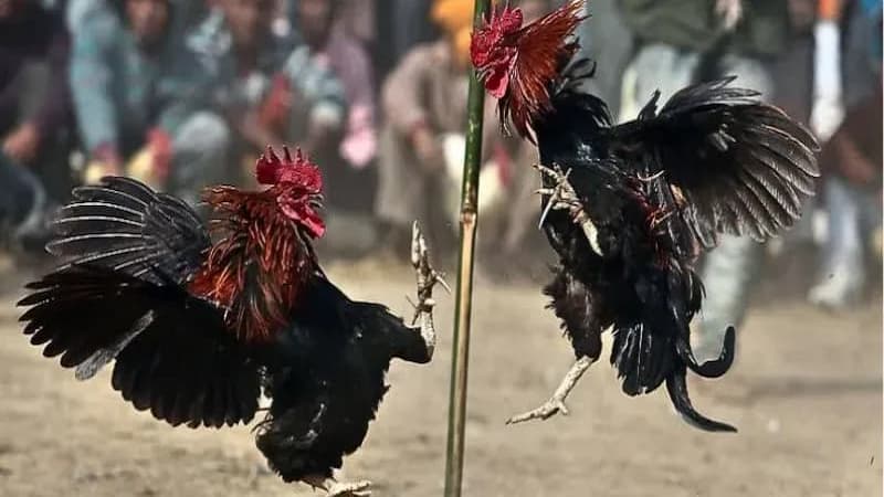 Giới thiệu về gà nòi Asil