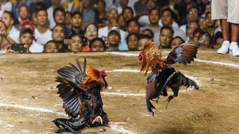 Giới thiệu về thuốc thoa cựa gà đá