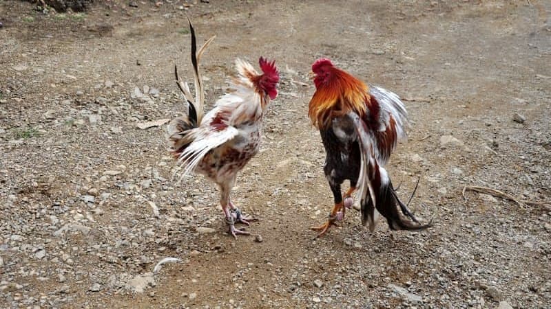 Các loại thuốc thoa cựa gà đá phổ biến